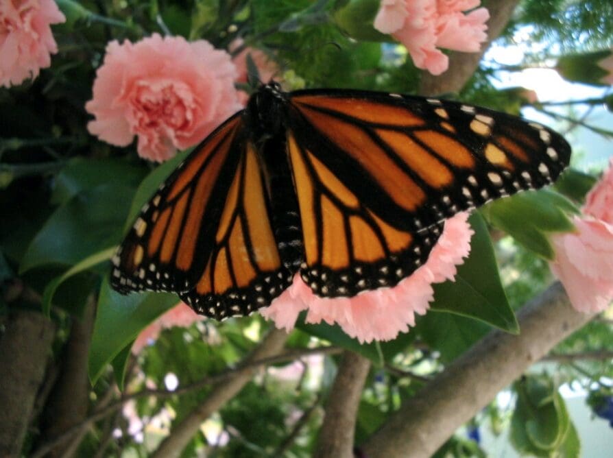 Monarch on a carnation photo courtesy of AudreyJM529:Flickr Photo courtesy of AudreyJM529/Flickr