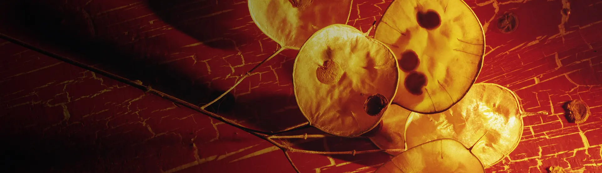 A close up of some apples on a table